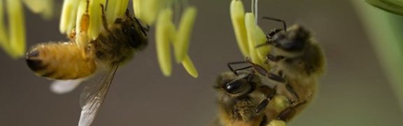  Du venin d’abeille pour détruire le virus du Sida