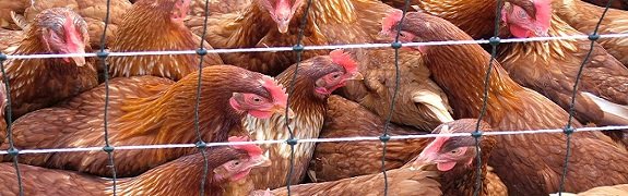  Grippe AH1N1: interdiction d’importer les volailles, œufs et animaux vivants de la République Dominicaine